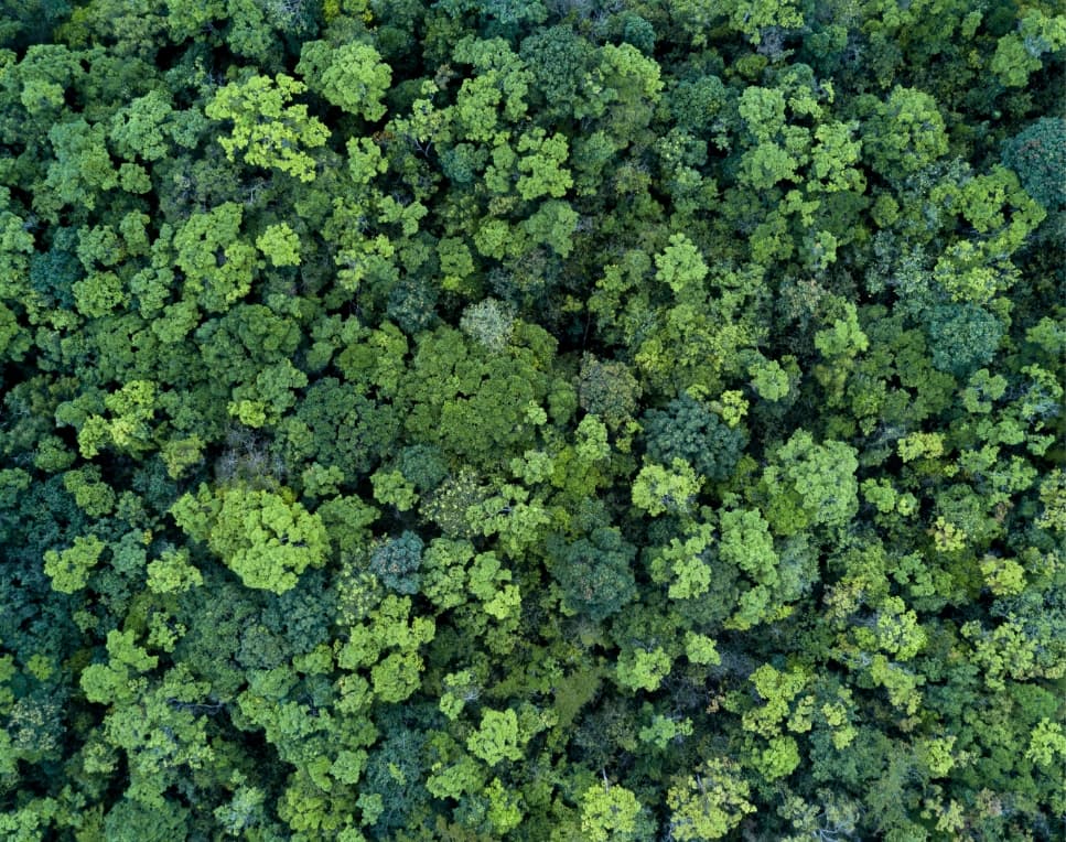 －森林の果たすべき役割－