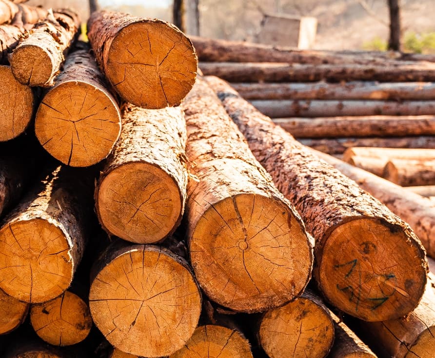 木材のヤニ抜き技術